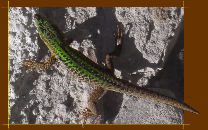 Pet Skink